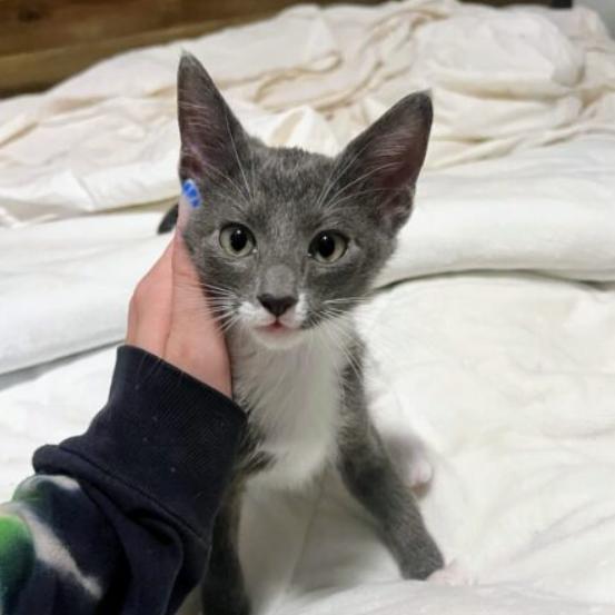 Magnolia, Adoptable, Young Female Domestic Short Hair.