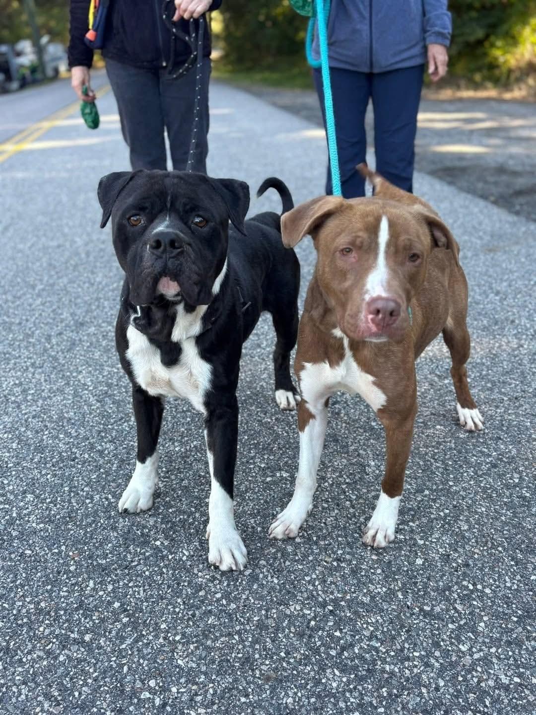 Enlarge Romeo, a Adopted Pit Bull Terrier in Richmond, VA image 1/3