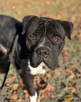 Enlarge Romeo, a Adopted Pit Bull Terrier in Richmond, VA image 2/3