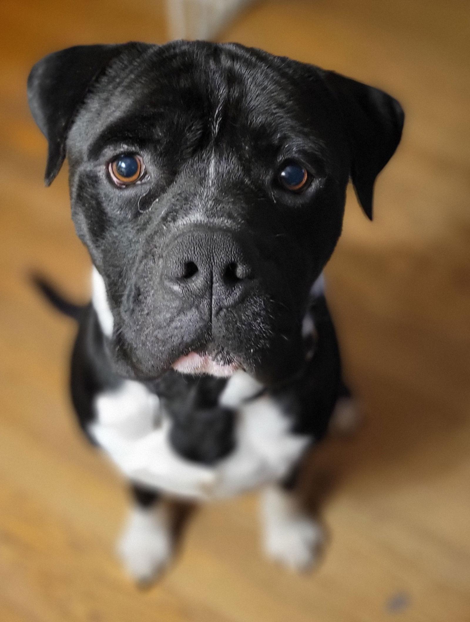 Enlarge Romeo, a Adopted Pit Bull Terrier in Richmond, VA image 3/3