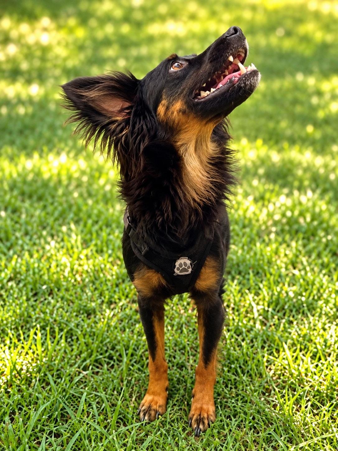 Enlarge Naruto, a Adoptable mixed breed in Winter Haven, FL image 4/5