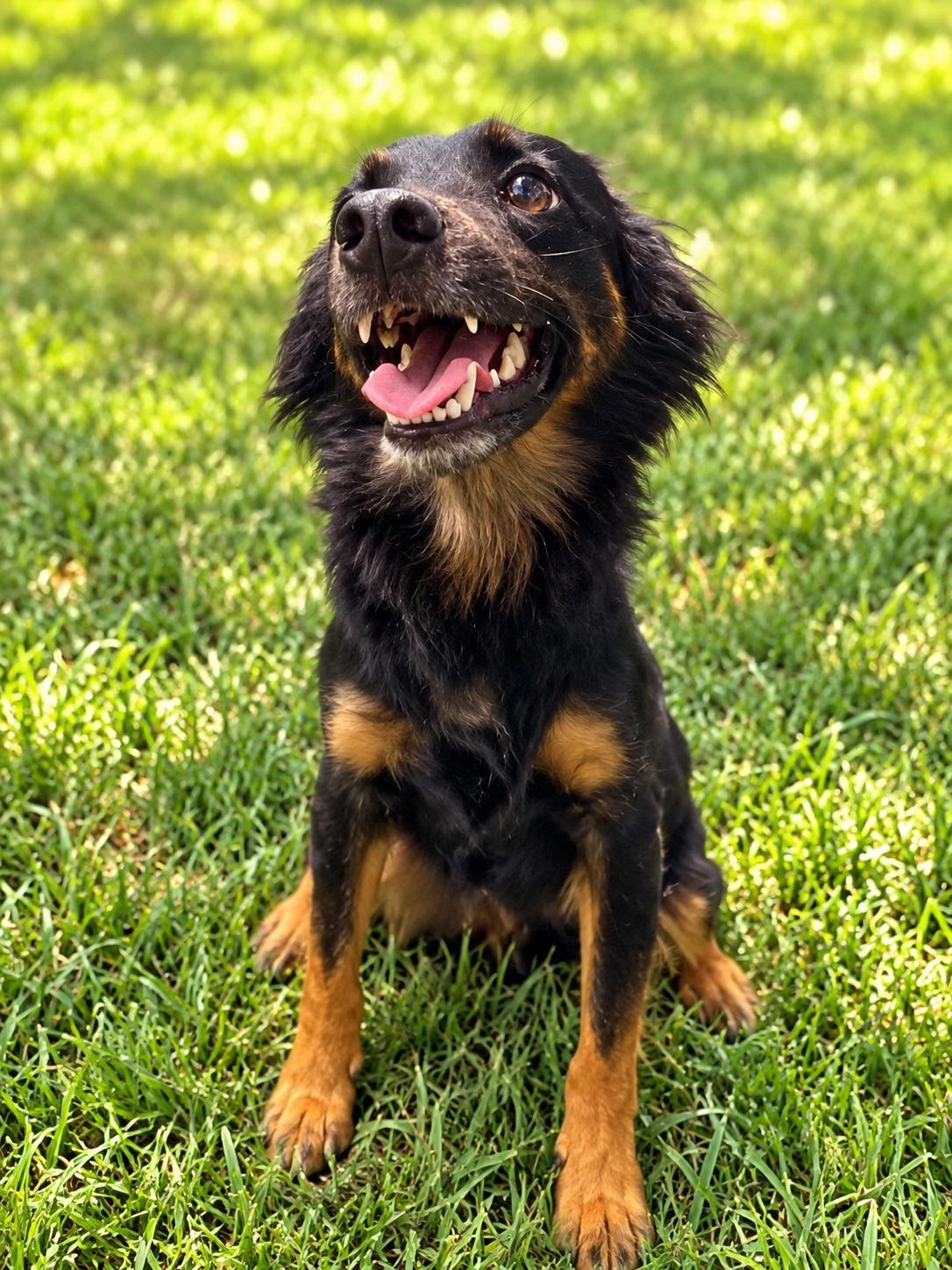 Enlarge Naruto, a Adoptable mixed breed in Winter Haven, FL image 2/5