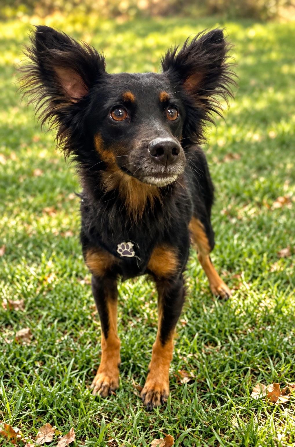 Enlarge Naruto, a Adoptable mixed breed in Winter Haven, FL image 5/5