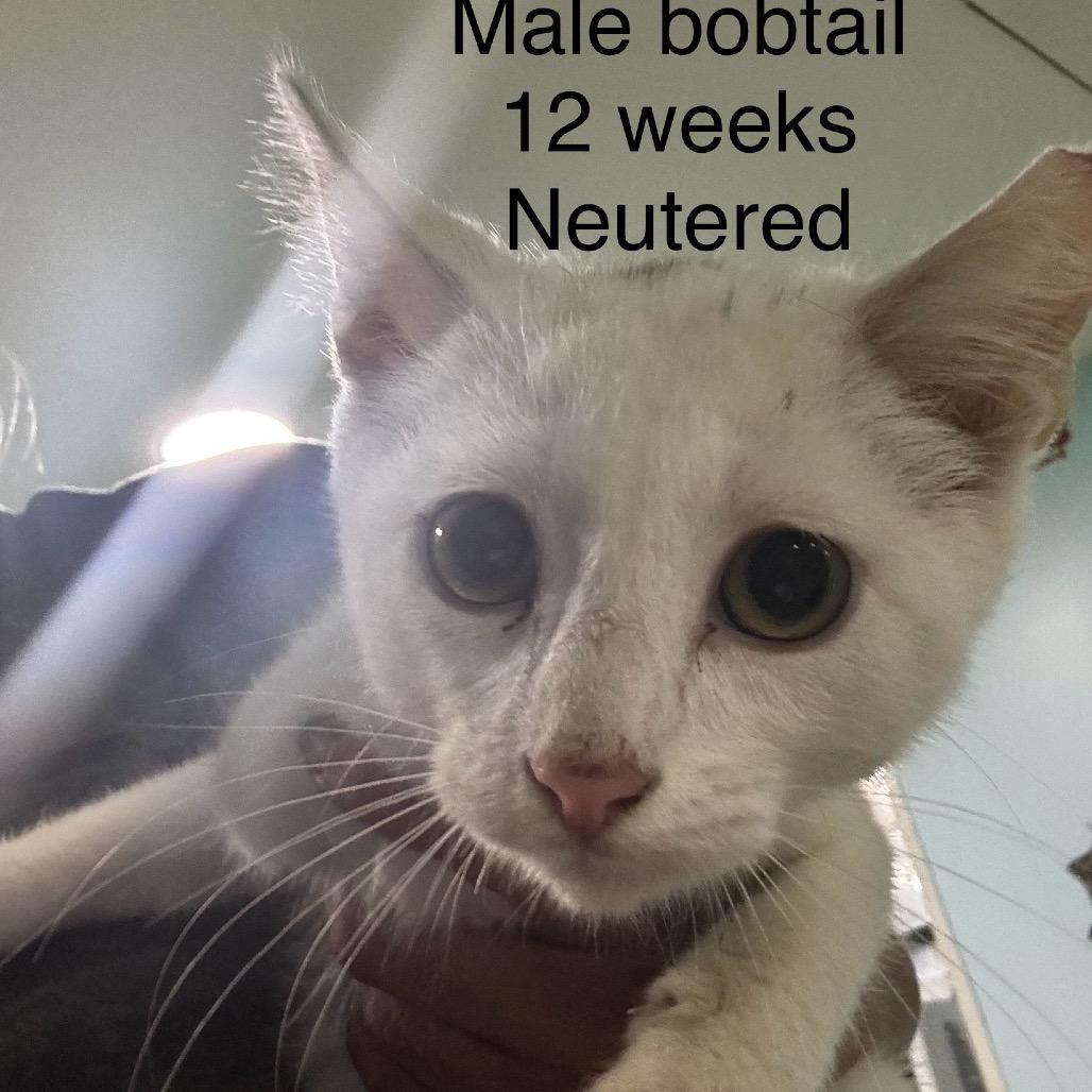 Enlarge Carl, a Adoptable mixed breed in West Plains, MO image 1/1