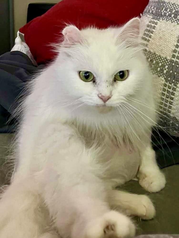 Enlarge Duchess , an adopted Domestic Long Hair in Fairfax, VA image 2/4