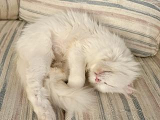 Enlarge Duchess , an adopted Domestic Long Hair in Fairfax, VA image 3/4