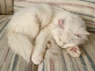 Enlarge Duchess , an adopted Domestic Long Hair in Fairfax, VA image 4/4