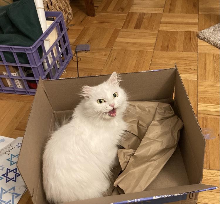 Duchess , adopted, Adult Female Domestic Long Hair.