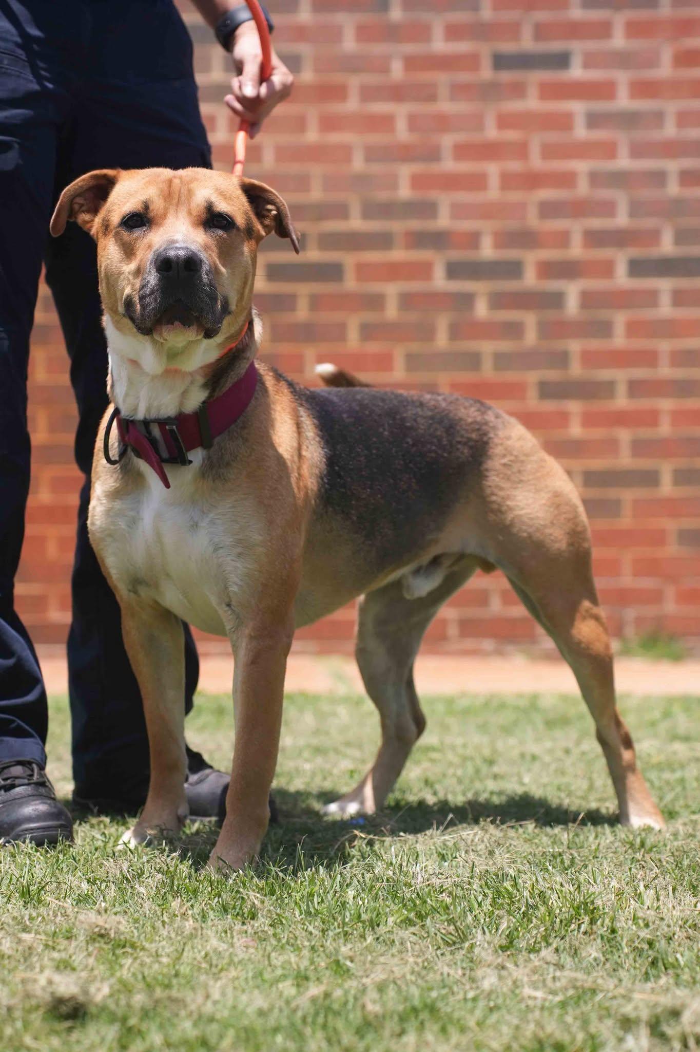 Beau, a ADOPTABLE mixed breed in Stillwater, OK image 2/4