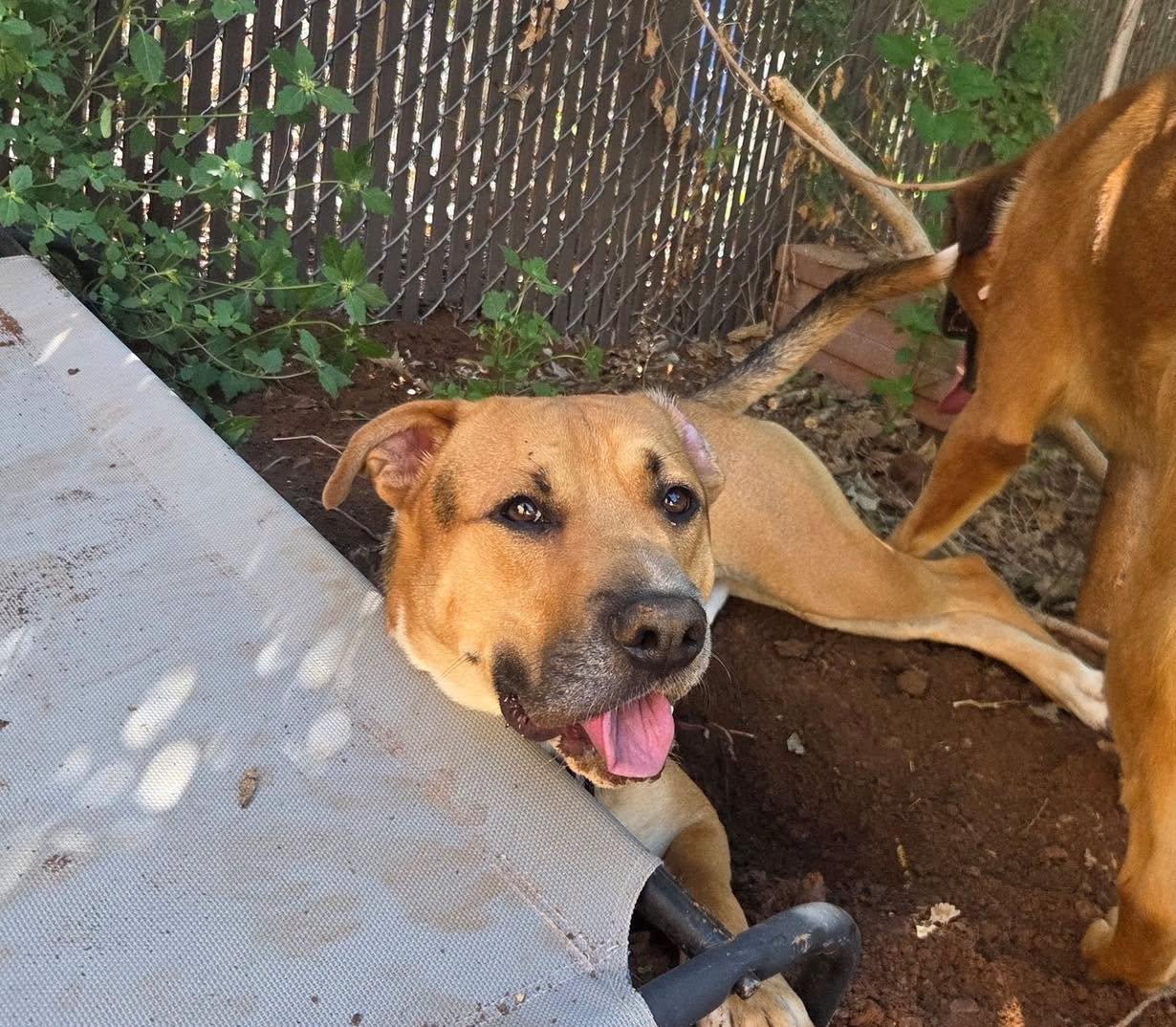 Beau, a ADOPTABLE mixed breed in Stillwater, OK image 6/6