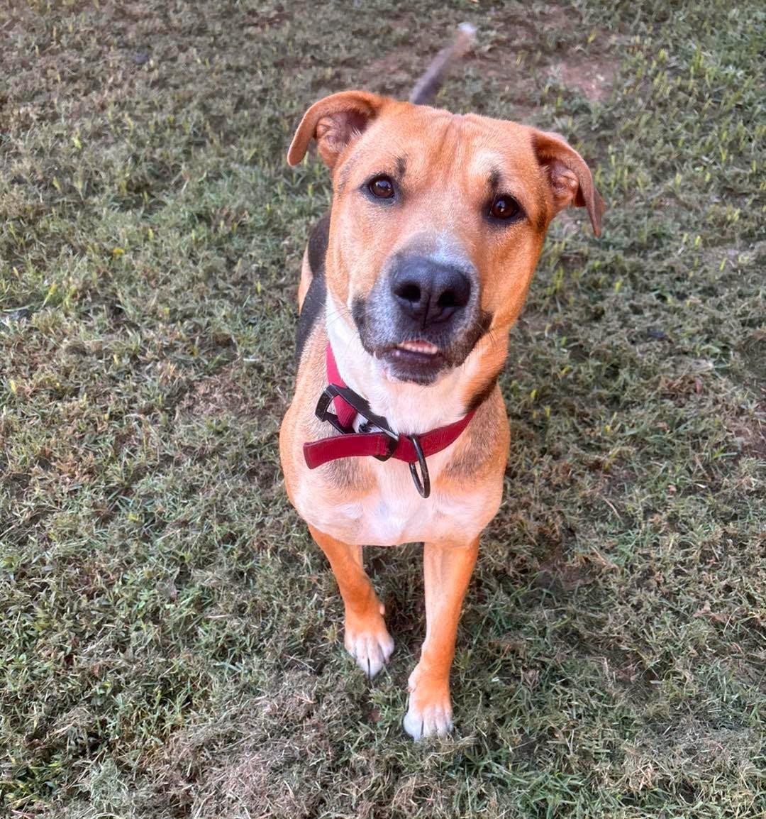 Beau, ADOPTABLE, Adult Male Shepherd.