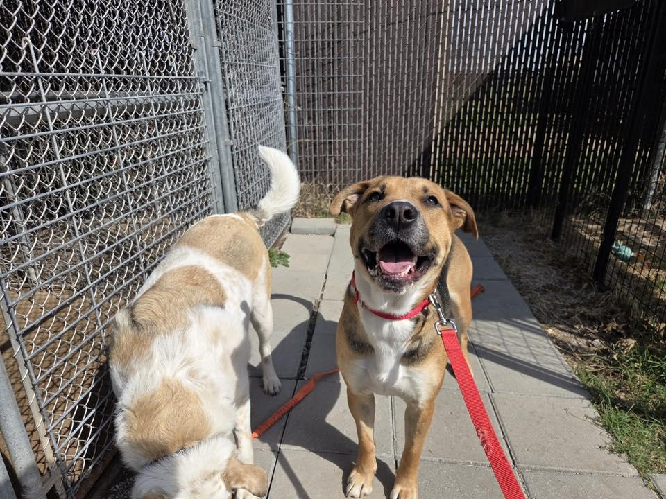 Beau, a ADOPTABLE mixed breed in Stillwater, OK image 4/4