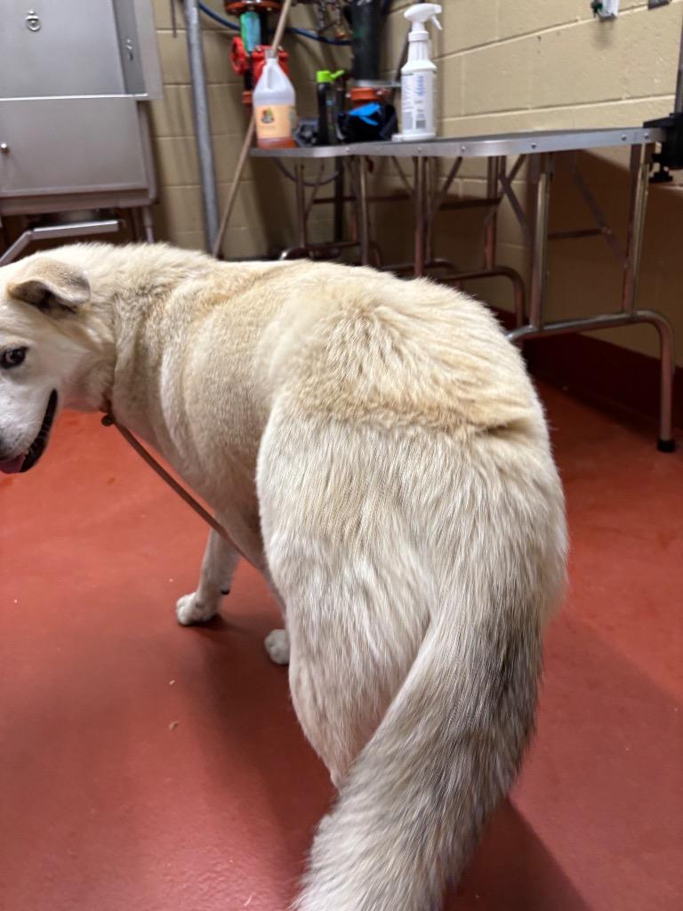 Olive, Adoptable, Young Female Mixed Breed.