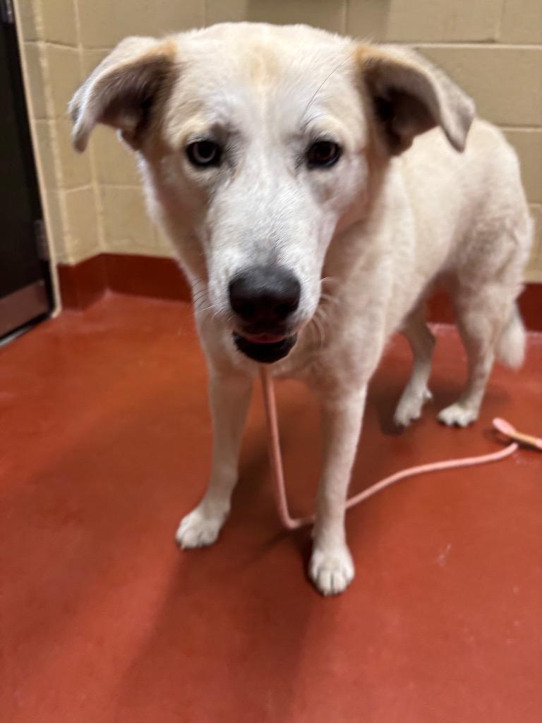 Enlarge Olive, a Adoptable mixed breed in Douglasville, GA image 2/6