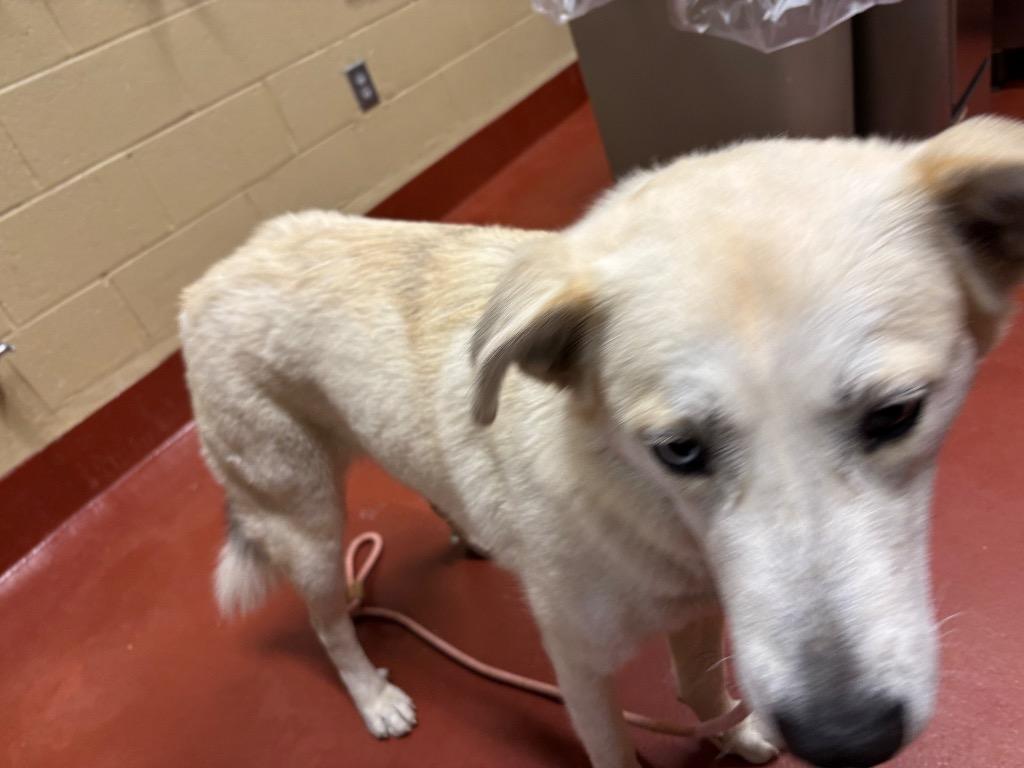 Enlarge Olive, a Adoptable mixed breed in Douglasville, GA image 3/6