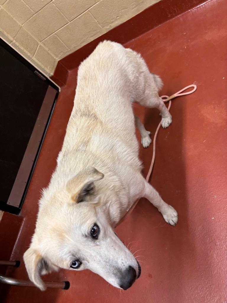 Enlarge Olive, a Adoptable mixed breed in Douglasville, GA image 4/6