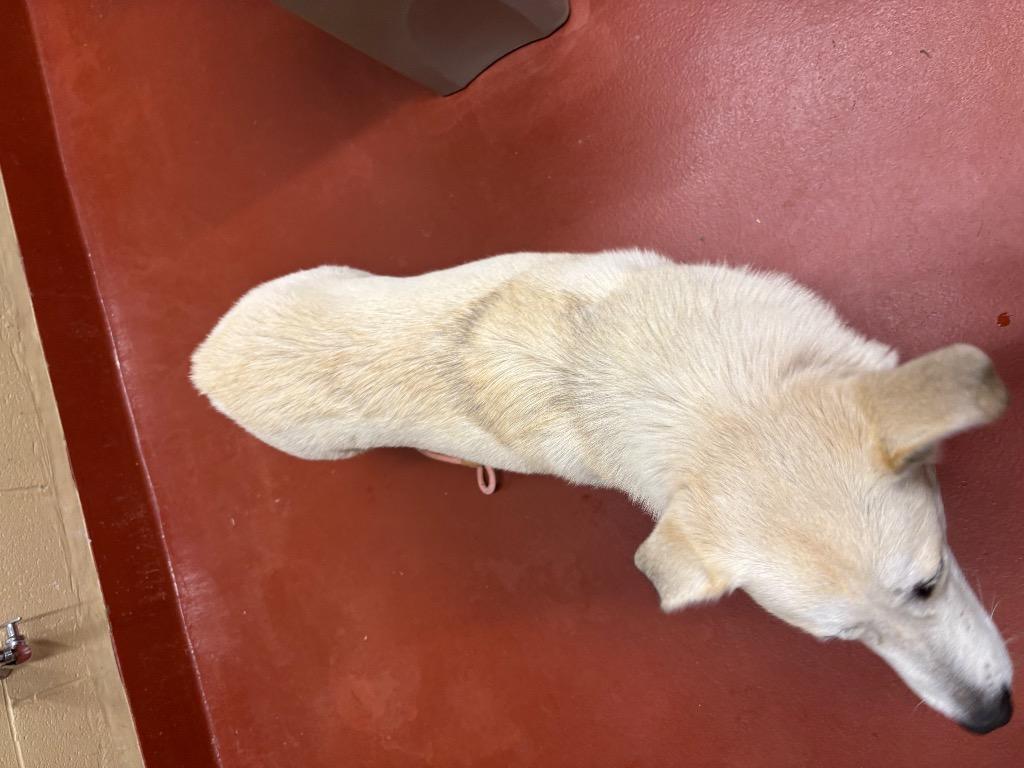 Enlarge Olive, a Adoptable mixed breed in Douglasville, GA image 5/6