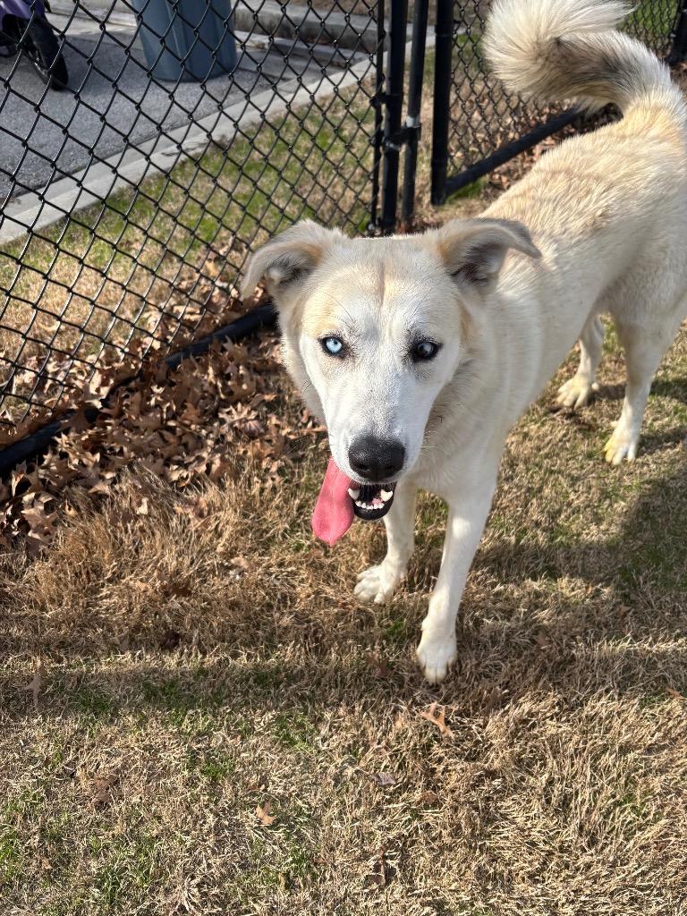 Enlarge Olive, a Adoptable mixed breed in Douglasville, GA image 6/6