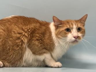 Milo, a Adoptable Domestic Short Hair in Golden Valley, MN image 1/2