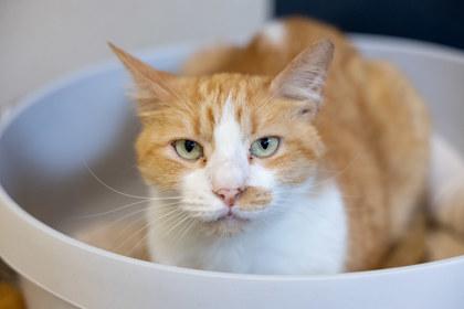 Milo, a Adoptable Domestic Short Hair in Golden Valley, MN image 2/2