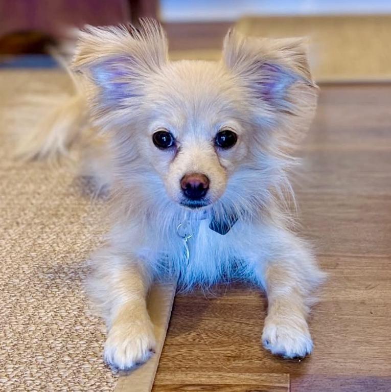 Enlarge Peach, a Adopted mixed breed in Mead, CO image 1/1