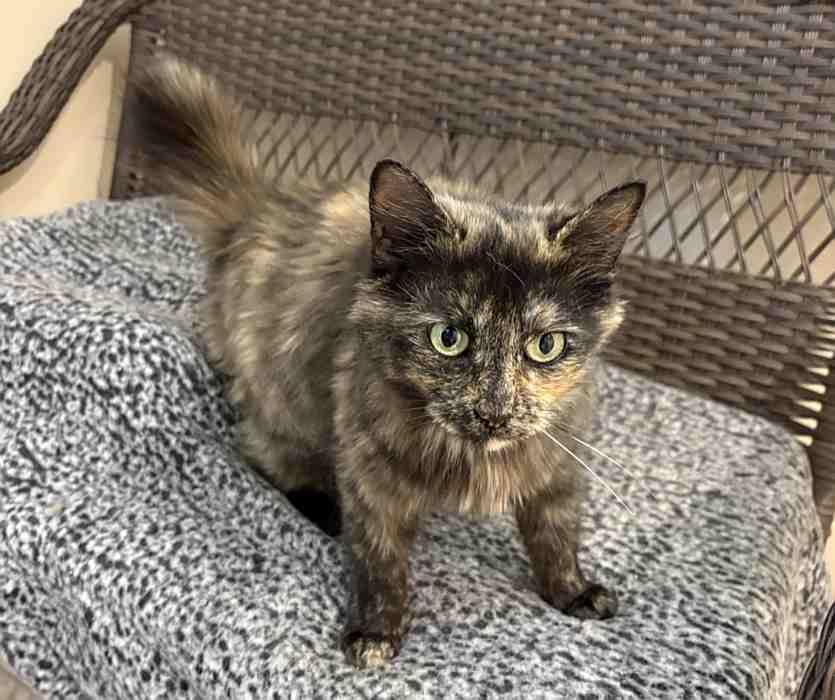 ATHENA, a ADOPTABLE Domestic Medium Hair in Sequim, WA image 2/3