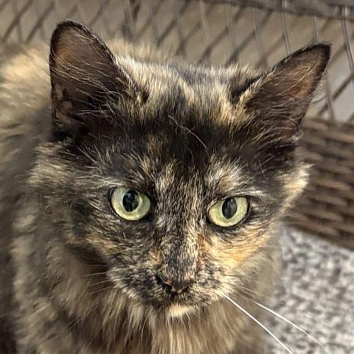 ATHENA, ADOPTABLE, Young Female Domestic Medium Hair.