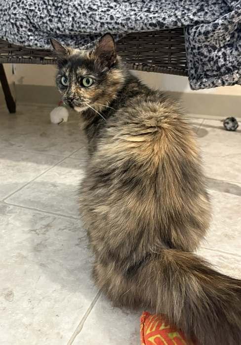 ATHENA, a ADOPTABLE Domestic Medium Hair in Sequim, WA image 3/3