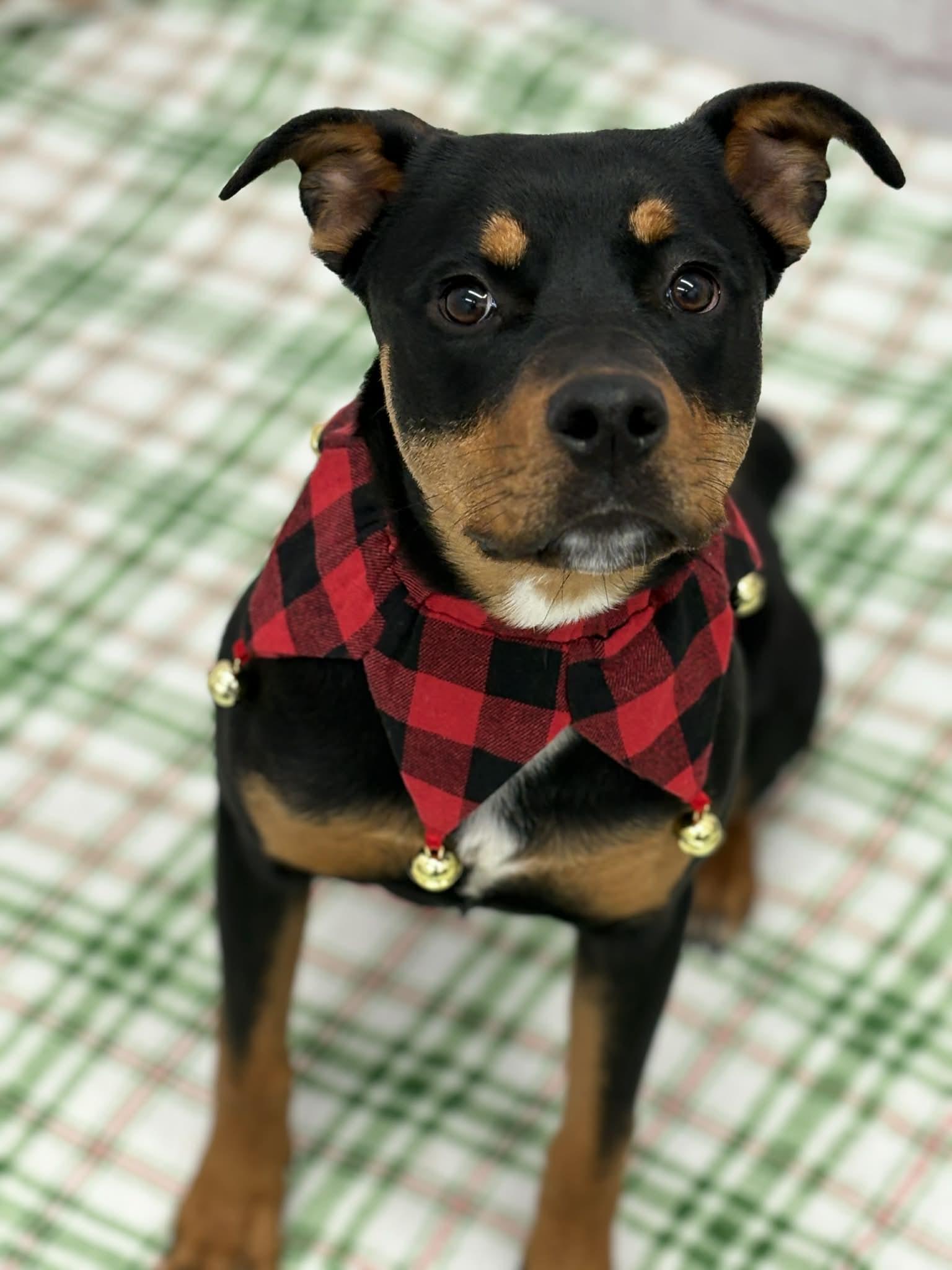 Enlarge Maxine, a Adoptable mixed breed in Oxford, MI image 2/3