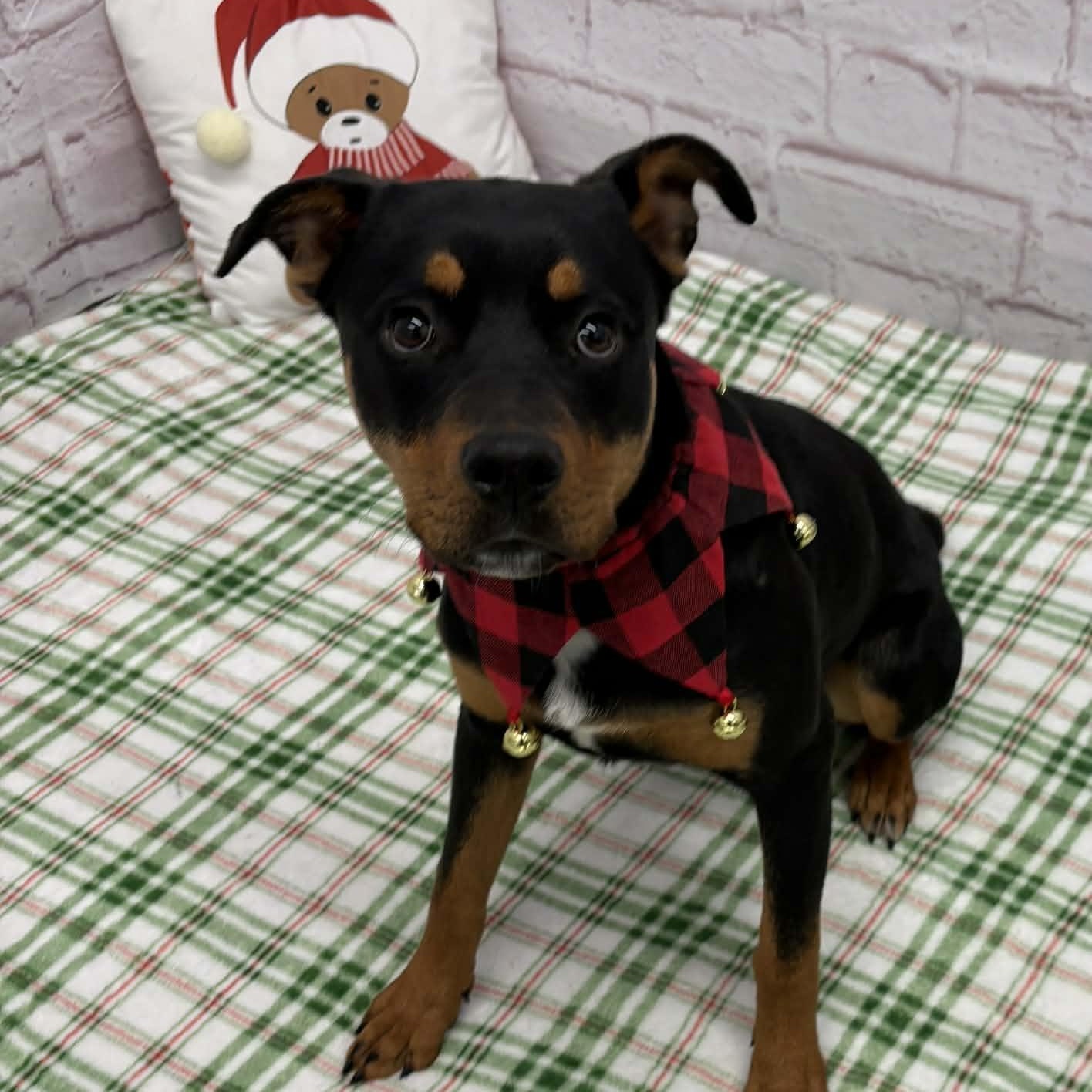 Maxine, Adoptable, Young Female Rottweiler & Mixed Breed.