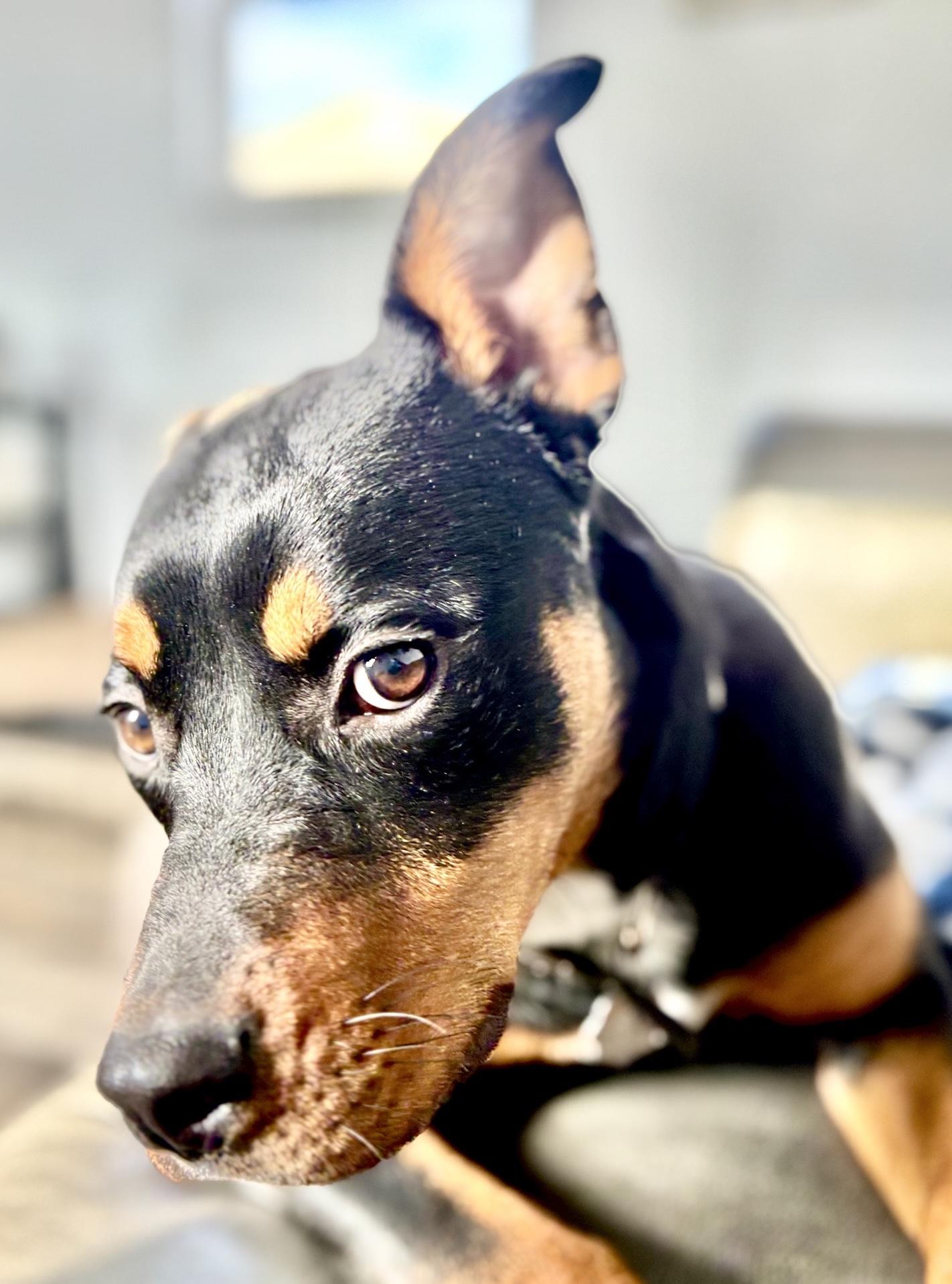 Enlarge Maxine, a Adoptable mixed breed in Oxford, MI image 1/4