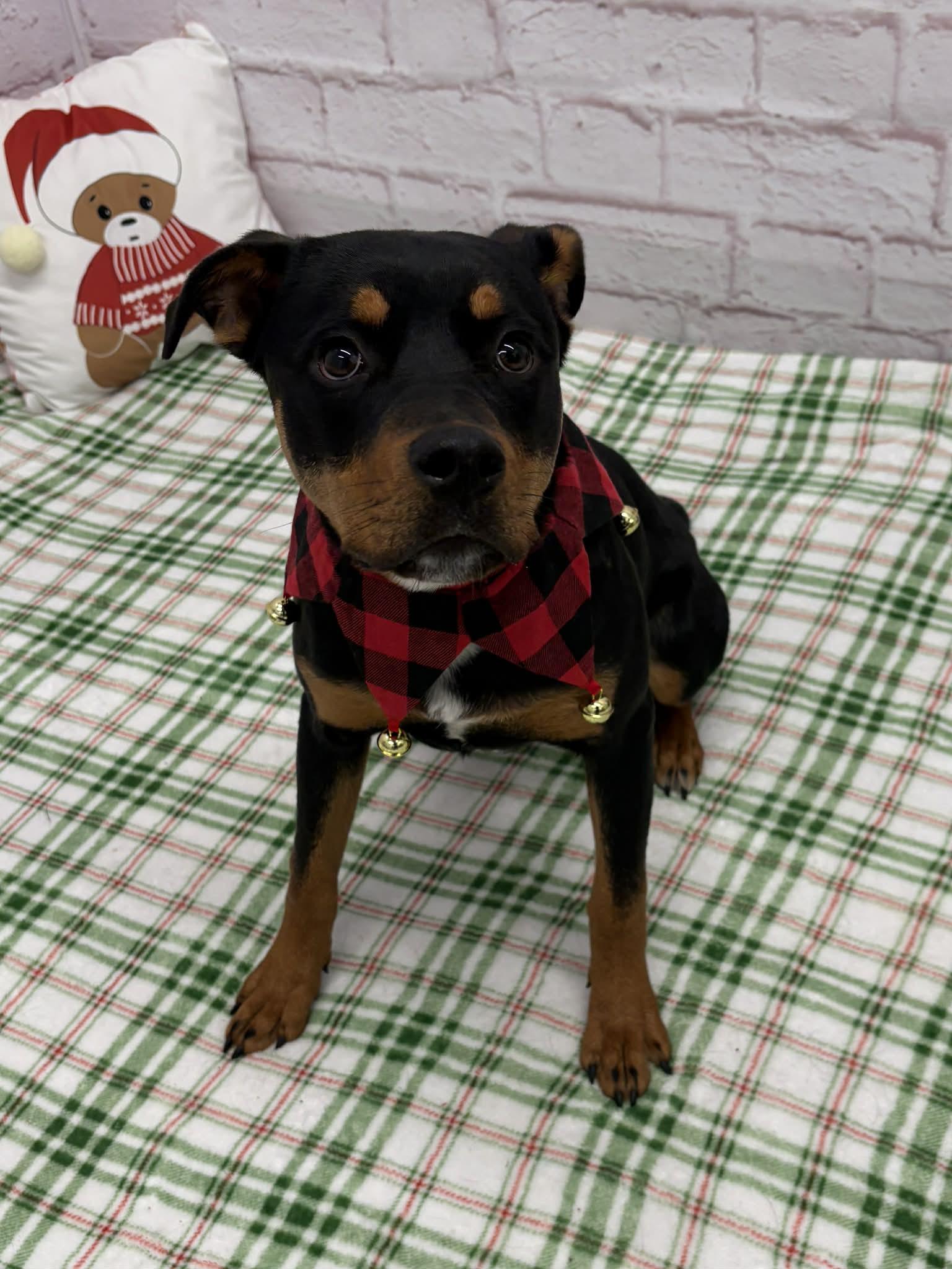 Enlarge Maxine, a Adoptable mixed breed in Oxford, MI image 3/3