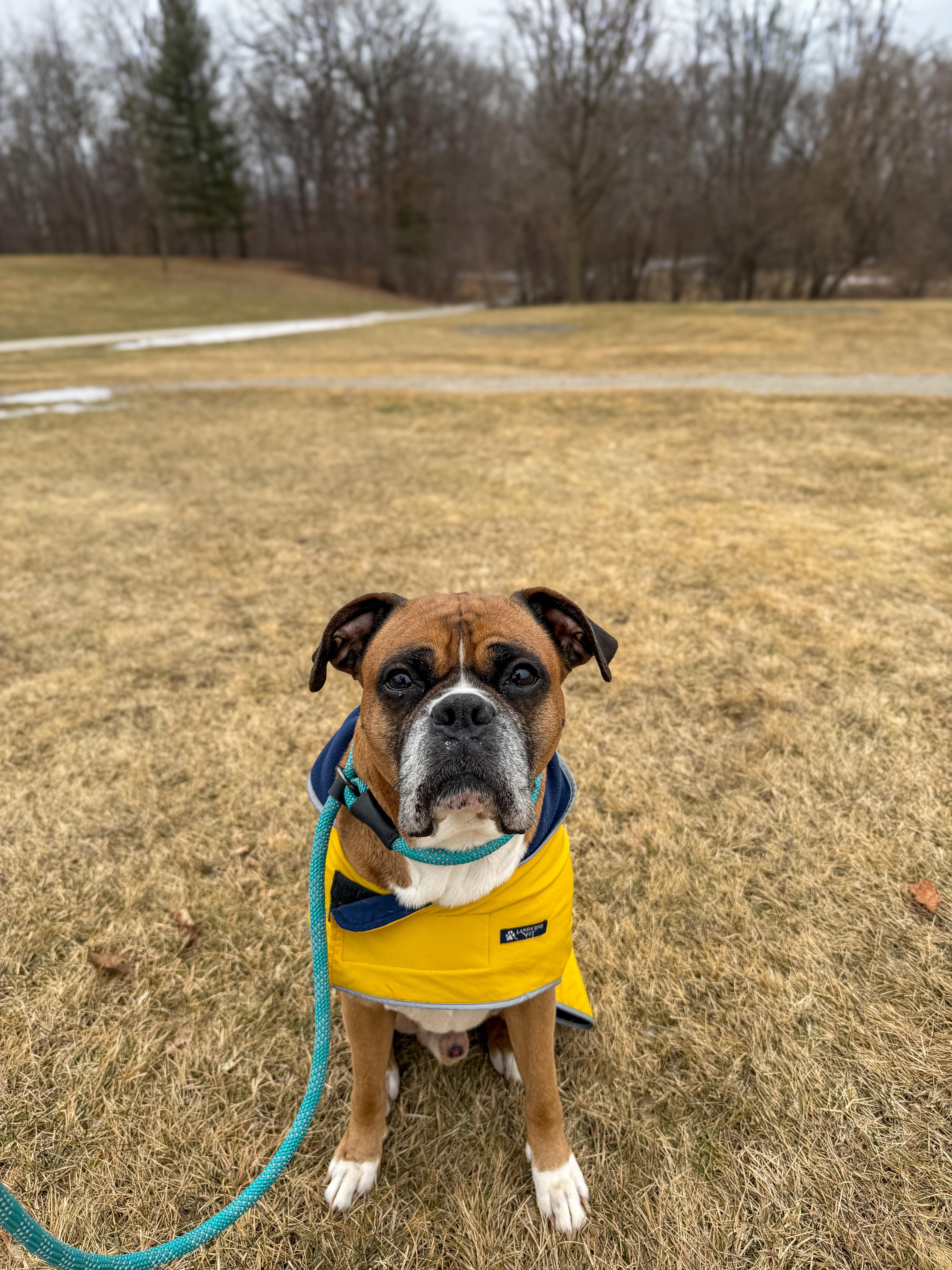 Enlarge Luke, a ADOPTABLE Boxer in Green Bay, WI image 5/5