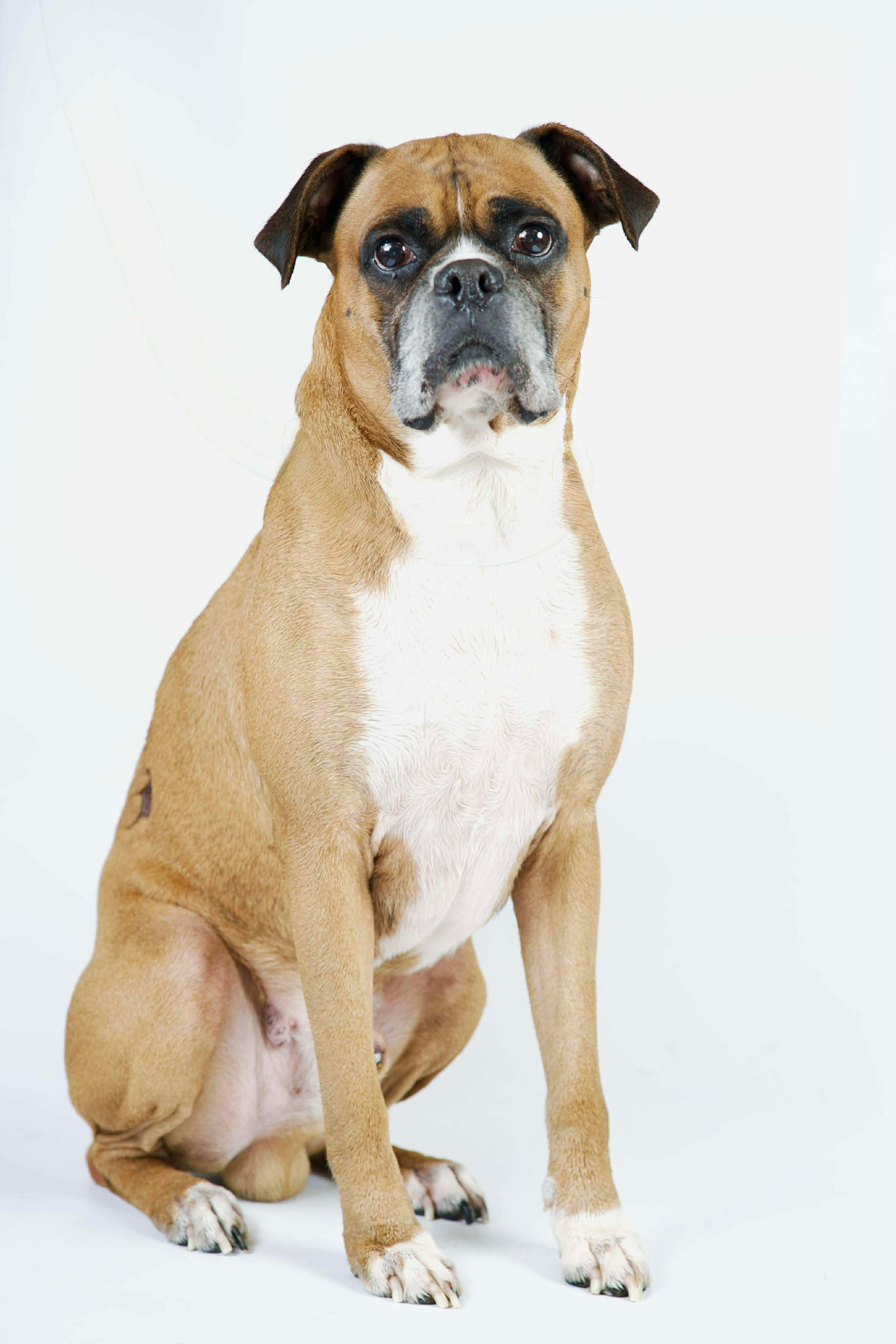 Enlarge Luke, a ADOPTABLE Boxer in Green Bay, WI image 3/5