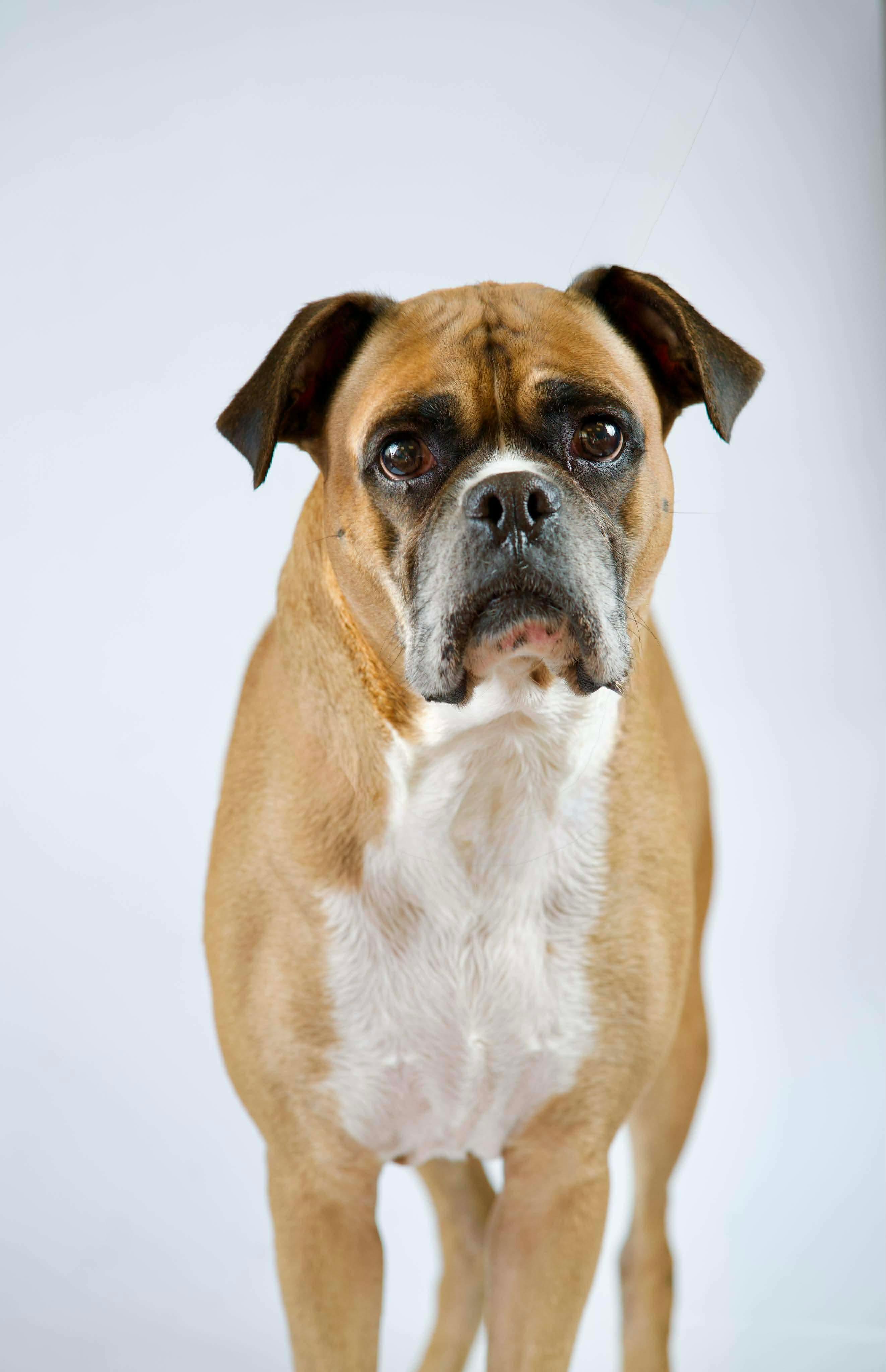 Luke, ADOPTABLE, Adult Male Boxer.