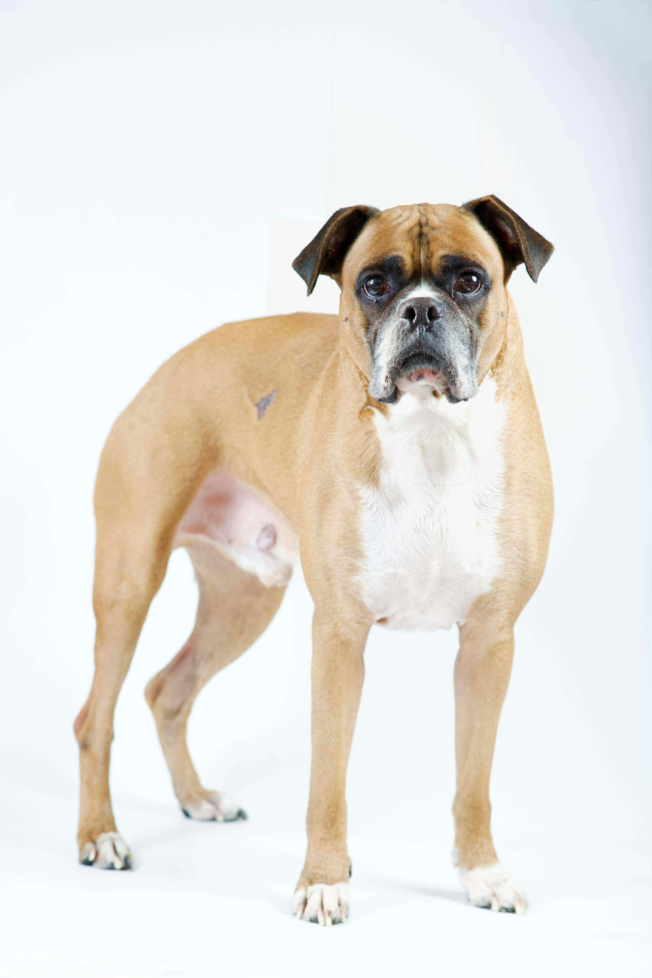 Enlarge Luke, a ADOPTABLE Boxer in Green Bay, WI image 2/5
