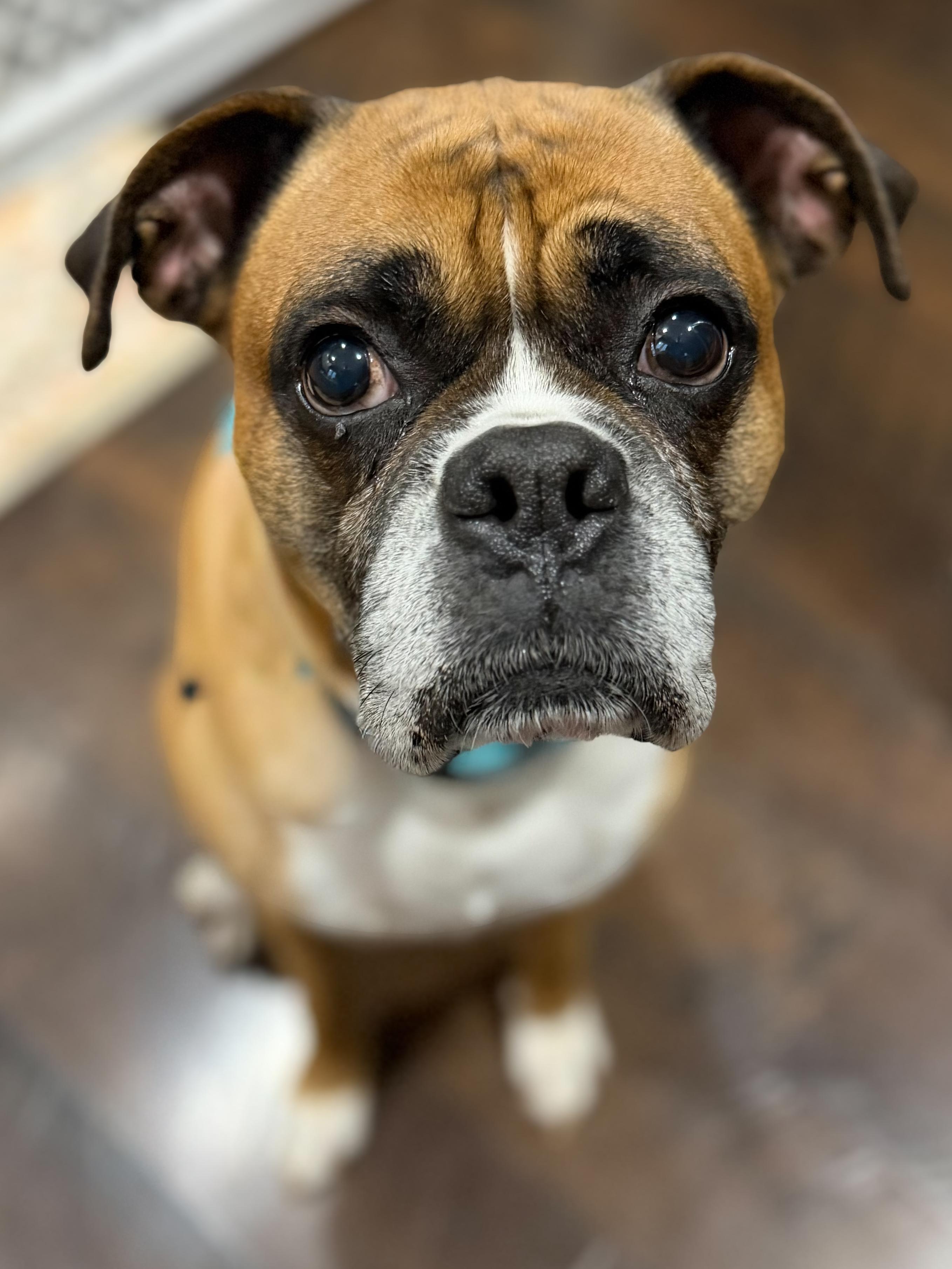 Enlarge Luke, a ADOPTABLE Boxer in Green Bay, WI image 4/5