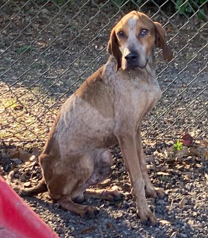 Reaper (HW+), Adoptable, Adult Male Hound & Mixed Breed.