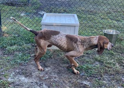 Reaper (HW+), a Adoptable mixed breed in Conway, SC image 2/2