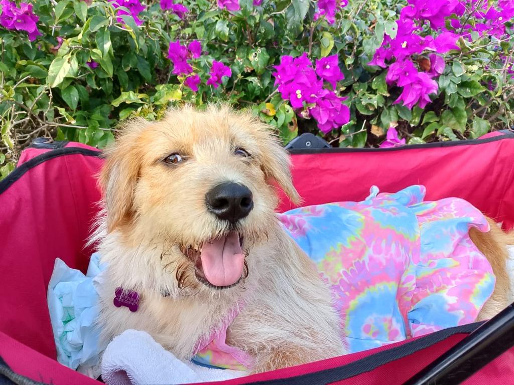 Enlarge Nessa, a Adoptable Terrier in Denver, CO image 3/6