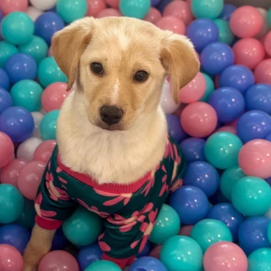 Aurora, Adoptable, Puppy Female Yellow Labrador Retriever.