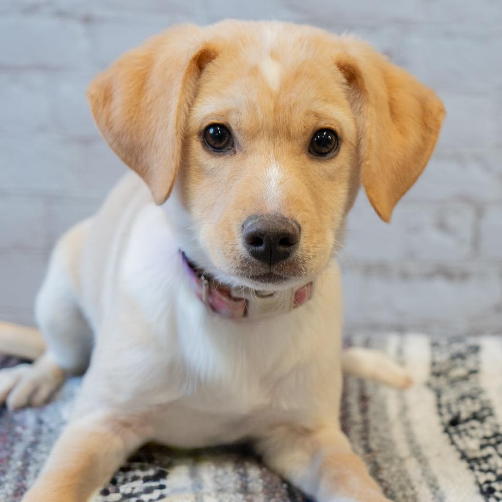 Aurora, a Adoptable Yellow Labrador Retriever in Brainerd, MN image 2/2