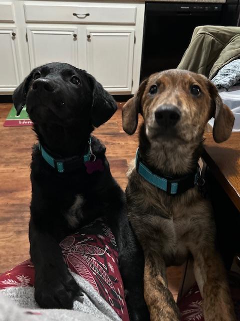 Valor in Maine, a Adoptable mixed breed in South Portland, ME image 3/5