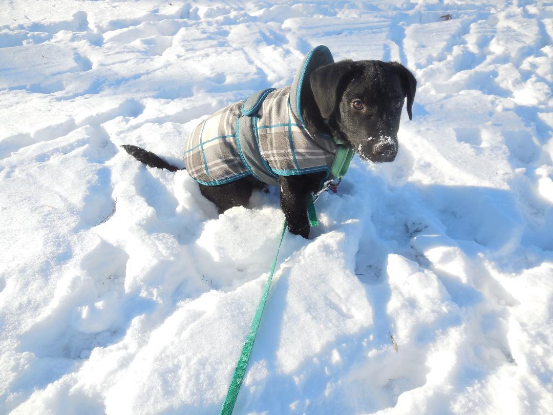 Valor PENDING ADOPTION, a Adoptable mixed breed in South Portland, ME image 1/6