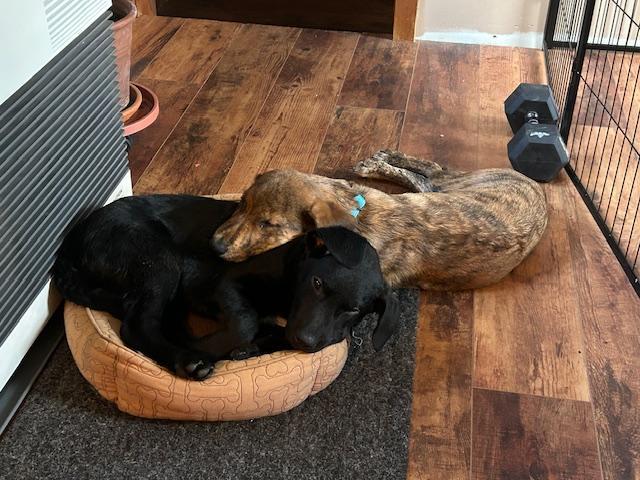 Valor in Maine, a Adoptable mixed breed in South Portland, ME image 4/5