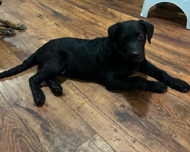 Valor in Maine, a Adoptable mixed breed in South Portland, ME image 1/5