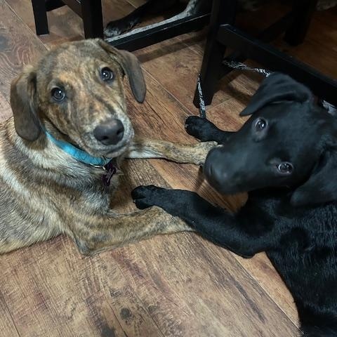 Valor in Maine, a Adoptable mixed breed in South Portland, ME image 2/5