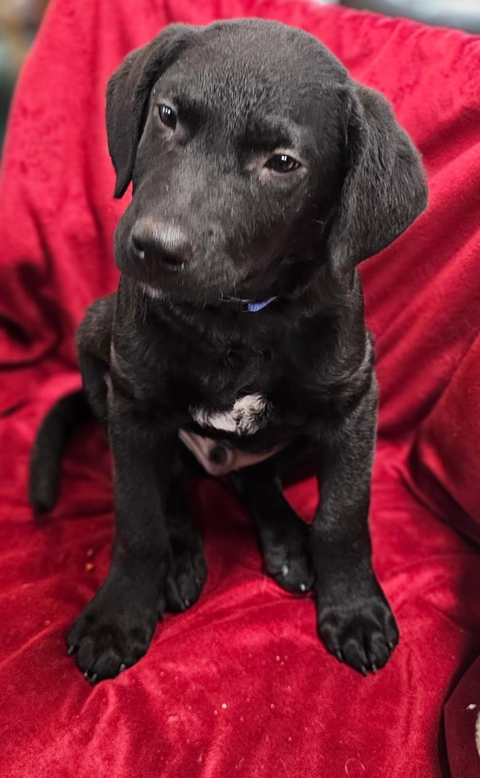 Valor in Maine, a Adoptable mixed breed in South Portland, ME image 5/5