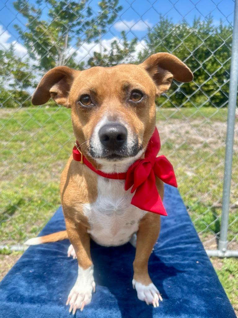 Enlarge Reilly, a Adoptable mixed breed in Cape Coral, FL image 1/6