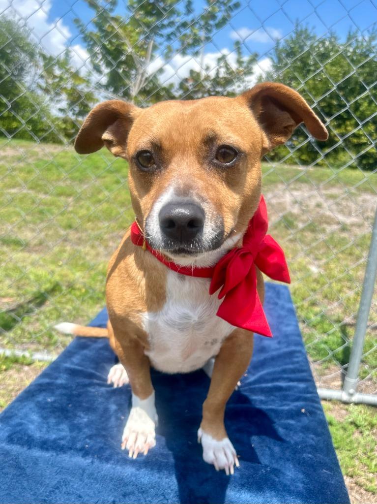 Enlarge Reilly, a Adoptable mixed breed in Cape Coral, FL image 2/6